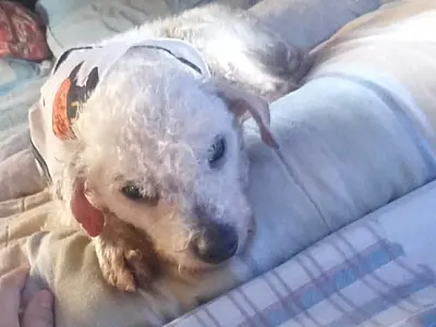 Pets: Quase 600 animais já foram adotados neste ano no município de Guarujá