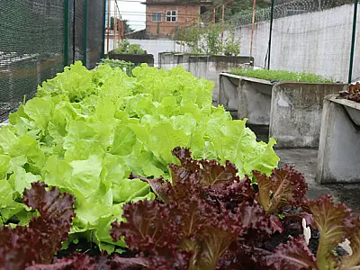 Pacientes de policlínica de Santos criam horta para boa alimentação e qualidade de vida