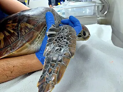 Tartaruga resgatada de rede de pesca volta ao mar após dois meses de reabilitação
