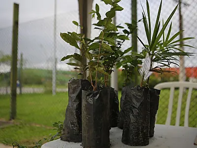 Cidade do Guarujá distribui 700 mudas em comemoração ao Dia da Árvore