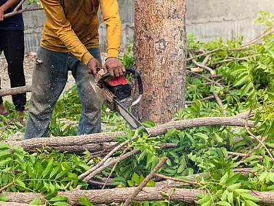 Prefeitura de Mongaguá regulariza a poda e remoção de árvores em áreas particulares