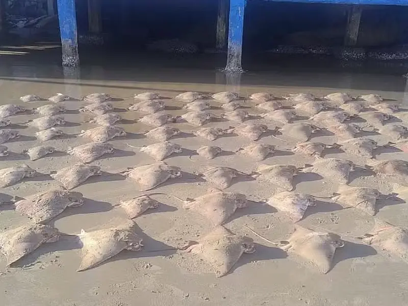 Mar em Praia Grande é palco para 'balé' de dezenas de arraias