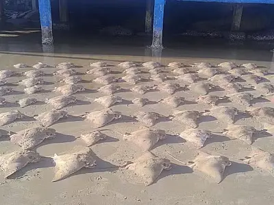 Mar em Praia Grande é palco para 'balé' de dezenas de arraias