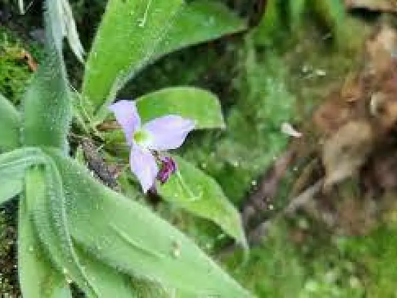 Naturalistas amadores contribuem com descobertas científicas