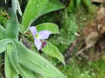 Naturalistas amadores contribuem com descobertas científicas
