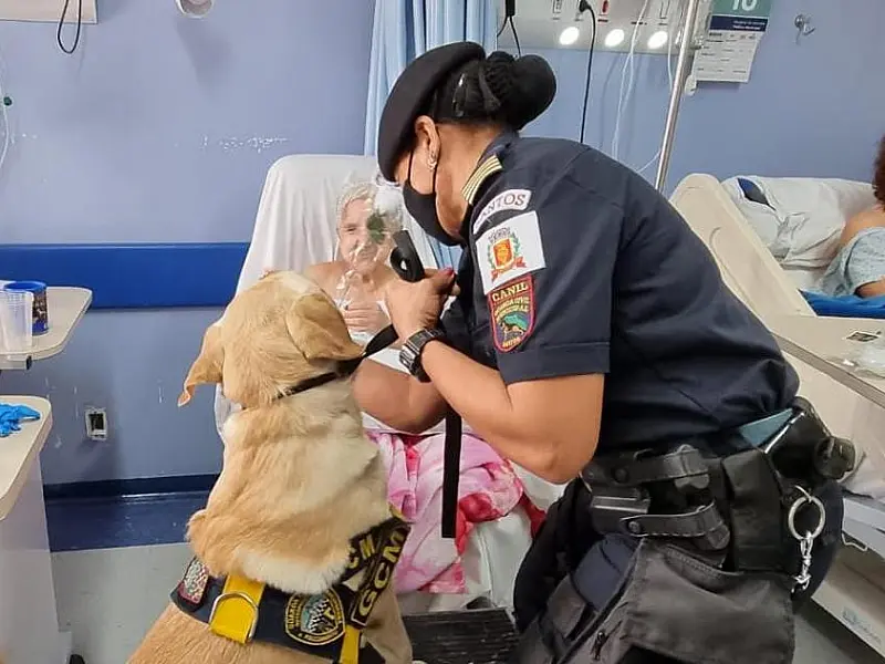 Cães da Guarda Municipal auxiliarão pacientes em hospitais, asilos e entidades de Santos