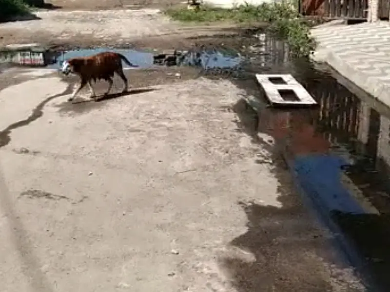 Esgoto a céu aberto em Praia Grande, preocupa moradores do bairro que pedem providências