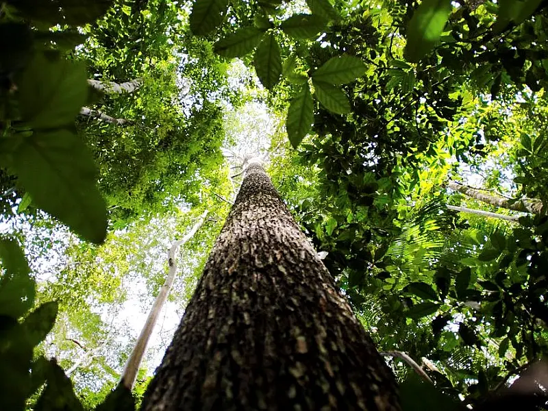 Amazônia terá sistema de dados sobre gases de efeito estufa