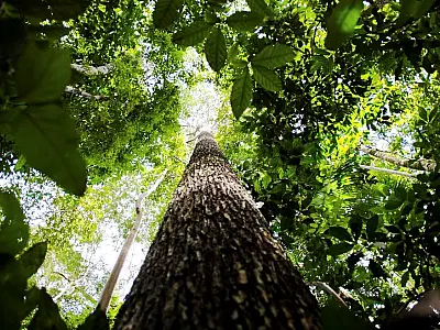 Amazônia terá sistema de dados sobre gases de efeito estufa