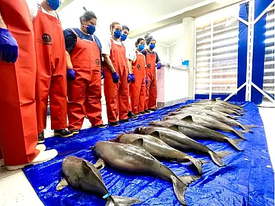 Necropsia aponta que golfinhos morreram por ingestão de resíduos sólidos