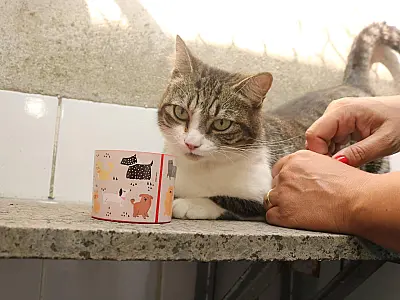 Pets demandam cuidados especiais no verão
