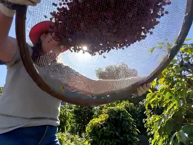 Conab projeta cenário positivo na produção brasileira de café este ano