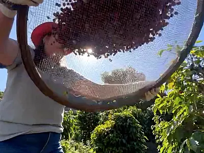 Conab projeta cenário positivo na produção brasileira de café este ano