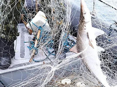 PM Ambiental salva tubarão preso em rede de pesca em Praia Grande