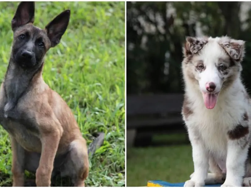 Novos cães da guarda municipal de Santos recebem os nomes de Gaia e Ozzy