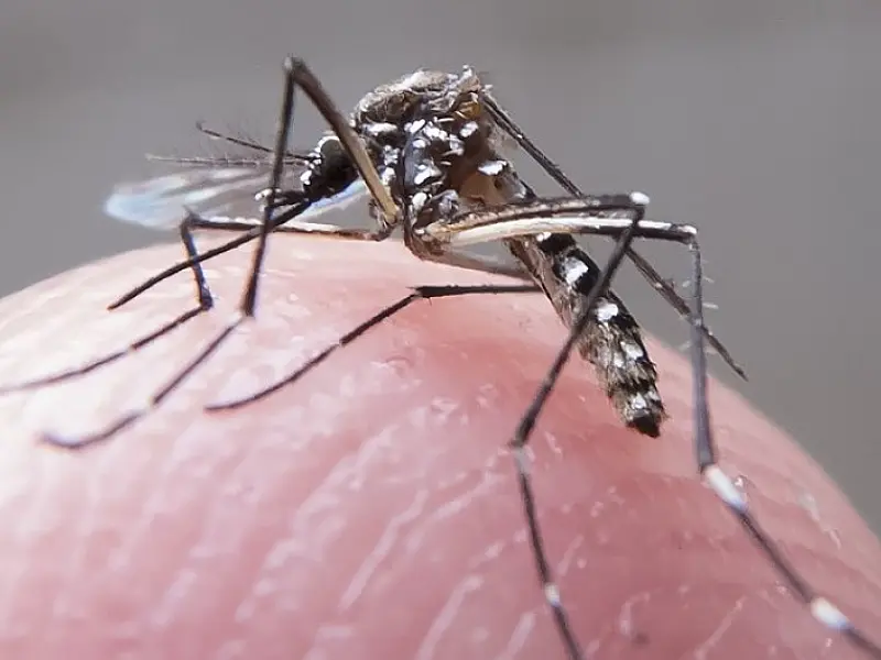 Butantan iniciará teste pré-clínico de vacina contra Zika em 2024