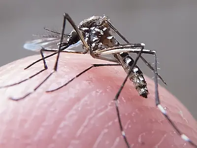 Butantan iniciará teste pré-clínico de vacina contra Zika em 2024