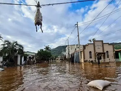 Ovelha fica pendurada em fiação após ciclone em cidade do RS