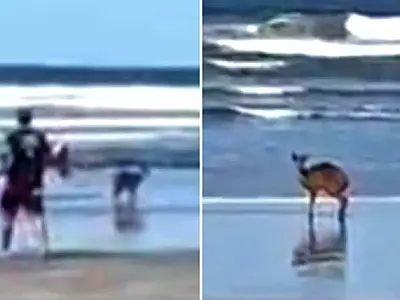 Veado catingueiro aparece pulando sete ondinhas antes do ano novo de Bertioga