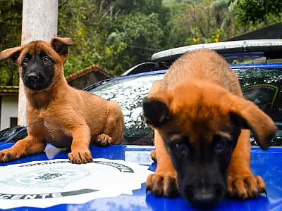GCM de São Vicente recebe dois novos aspirantes a guardas caninos para proteger a Cidade