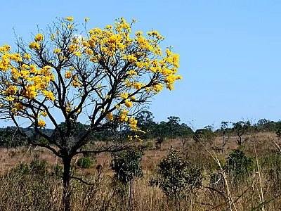 Instituto Cerrados pretende criar Liga das Savanas em âmbito mundial