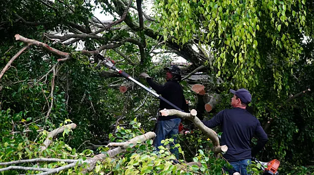 Vendaval de julho deixa alerta sobre escolha de espécies na arborização de Mongaguá