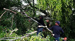 Vendaval de julho deixa alerta sobre escolha de espécies na arborização de Mongaguá