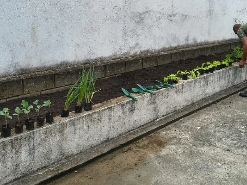 CAPS de Mongaguá ganha horta terapêutica cultivada pelos próprios usuários