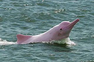 A lenda do Boto-Cor-de-Rosa