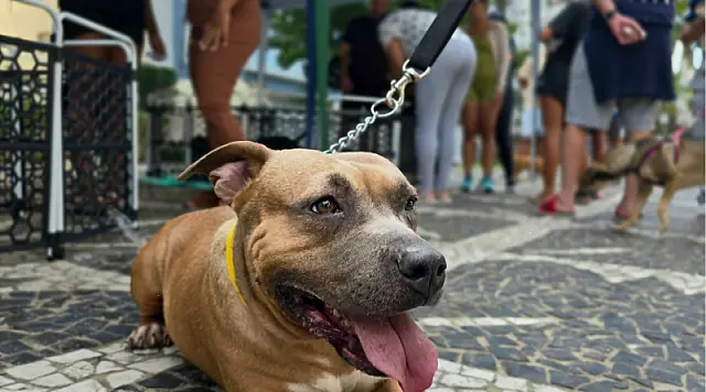 Guarujá promove feira de adoção de animais no Shopping La Plage neste sábado (29)