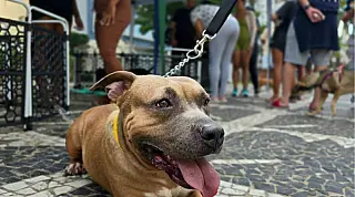 Guarujá promove feira de adoção de animais no Shopping La Plage neste sábado (29)
