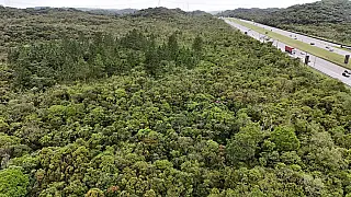 Ecovias Imigrantes amplia em mais de cinco vezes área de restauração ambiental na Serra do Mar