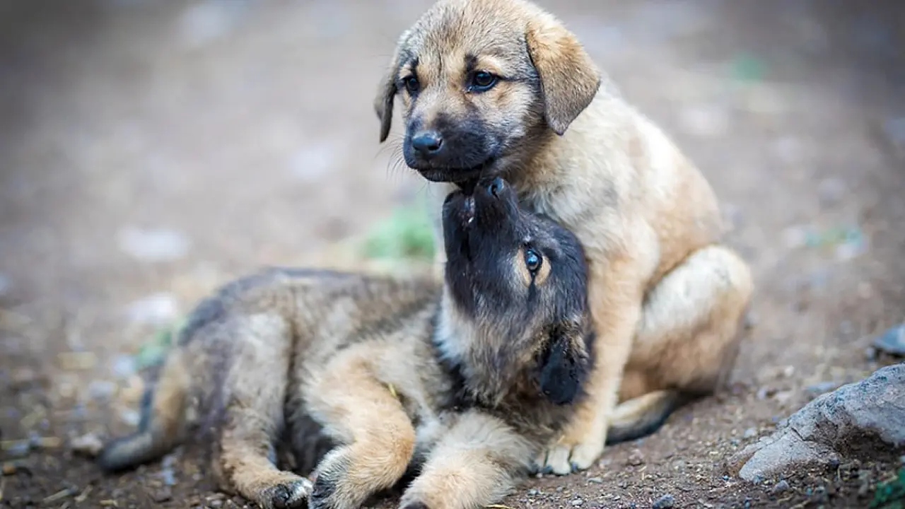 Municípios da região de Registro são convidados a participar de pesquisa sobre bem-estar animal do Governo de SP