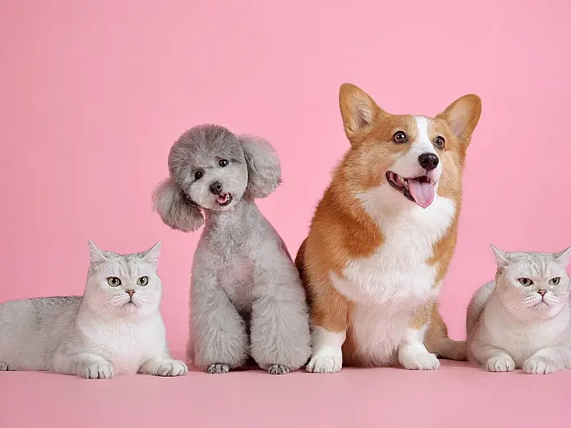 Agosto celebra cães e gatos e Governo de SP destaca avanços na proteção animal