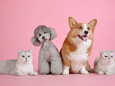 Agosto celebra cães e gatos e Governo de SP destaca avanços na proteção animal