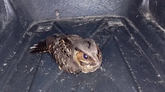Prefeitura de Bertioga amplia ações de proteção à fauna com resgate de animais silvestres