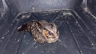 Prefeitura de Bertioga amplia ações de proteção à fauna com resgate de animais silvestres