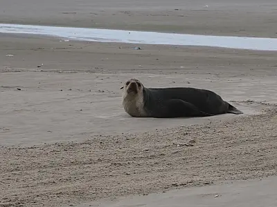Lobo-marinho tira o dia de ‘folga’ em Praia Grande