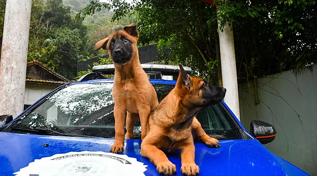 Filhotes Logan e Akeem passam a integrar canil da GCM de São Vicente