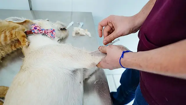 Mongaguá disponibiliza 250 vagas para castração gratuita de cães e gatos neste domingo (20)