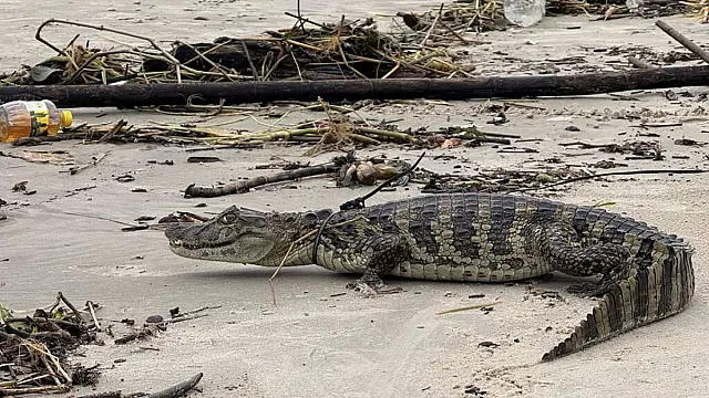 Dois jacarés são resgatados em Mongaguá após fortes chuvas