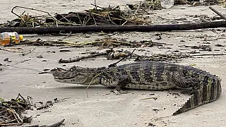 Dois jacarés são resgatados em Mongaguá após fortes chuvas