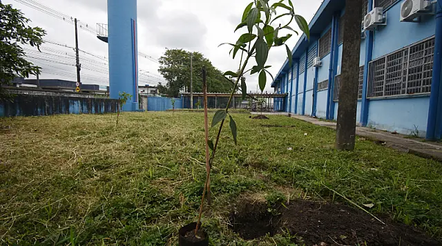 Plantio de mudas de árvores marca parceria entre Praia Grande e  Instituto Leão do Mar
