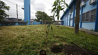 Plantio de mudas de árvores marca parceria entre Praia Grande e  Instituto Leão do Mar