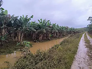 Governo de SP libera R$ 10 milhões em crédito emergencial para produtores afetados pelas chuvas no Vale do Ribeira