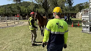 CNL amplia ações para prevenir presença de animais de grande porte nas rodovias