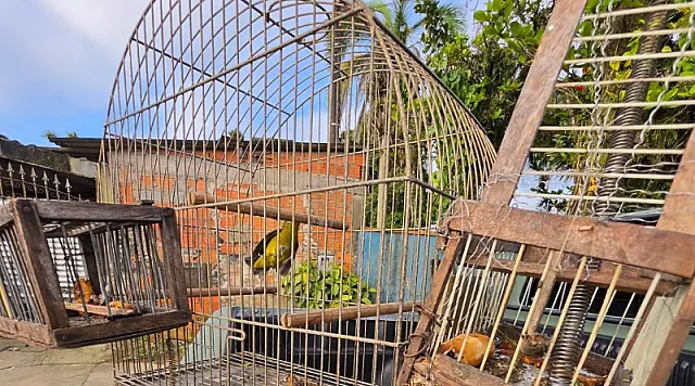 GEPAM resgata pintassilgo usado como 'isca' para captura de aves silvestres em Mongaguá