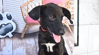 São Vicente resgata mais de 200 animais abandonados das ruas neste ano