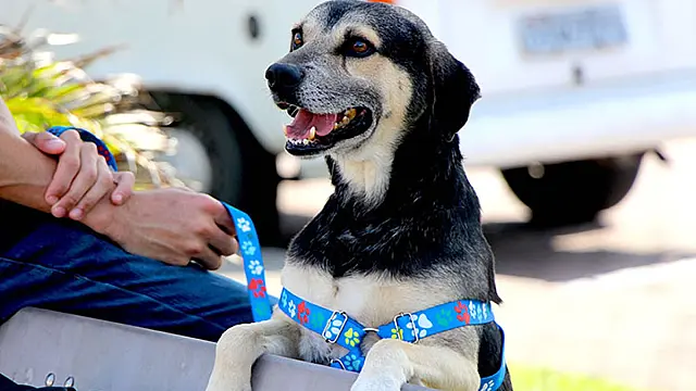 Pet Saúde em Movimento leva atendimento veterinário gratuito ao bairro Anchieta nesta quinta-feira (22)