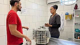 Castralat: Mutirão internacional castra animais em São Vicente
